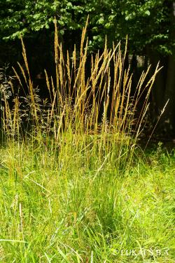 Calamagrostis arundinacea (L.) Roth 3.Image