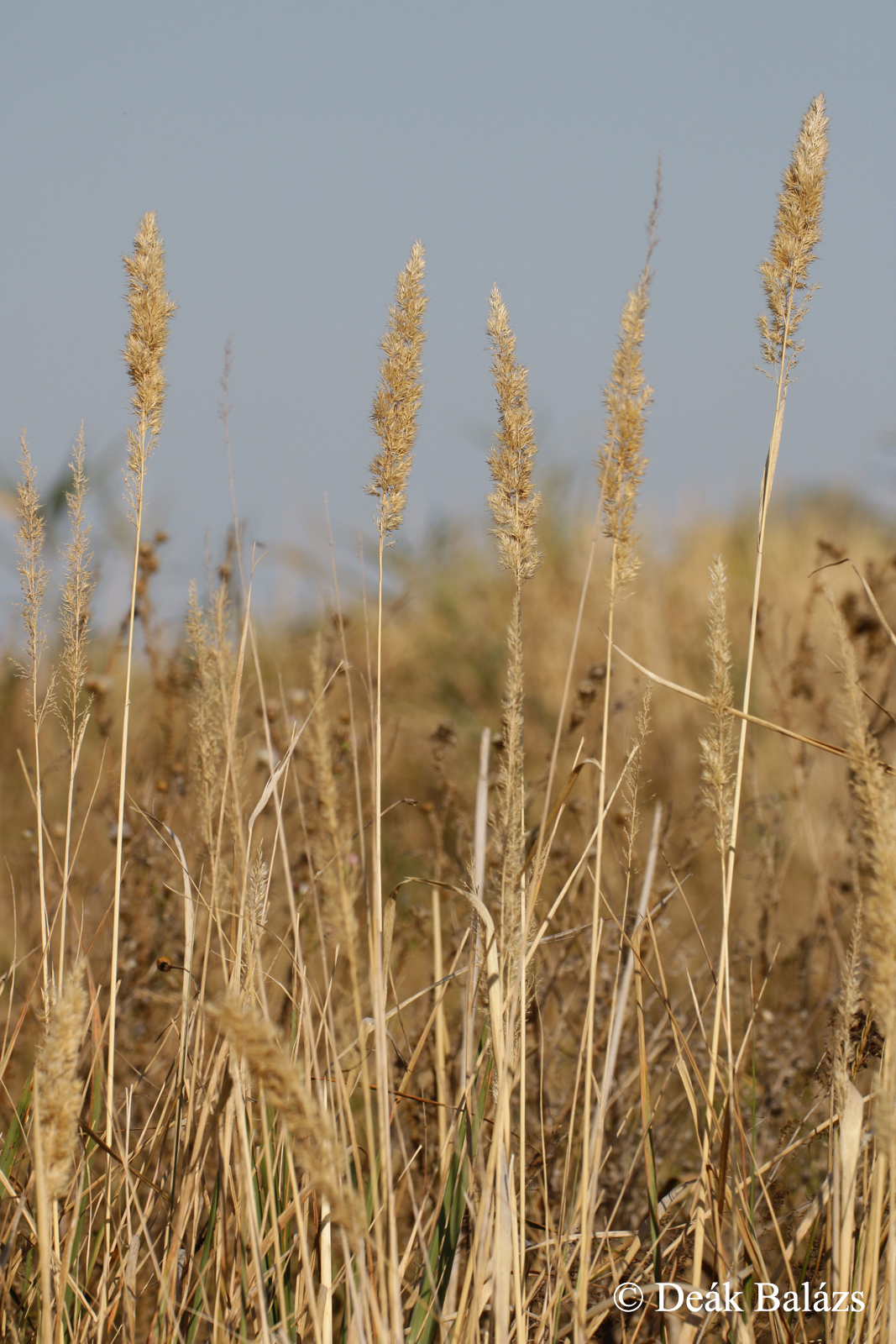 Calamagrostis epigeios (L.) Roth