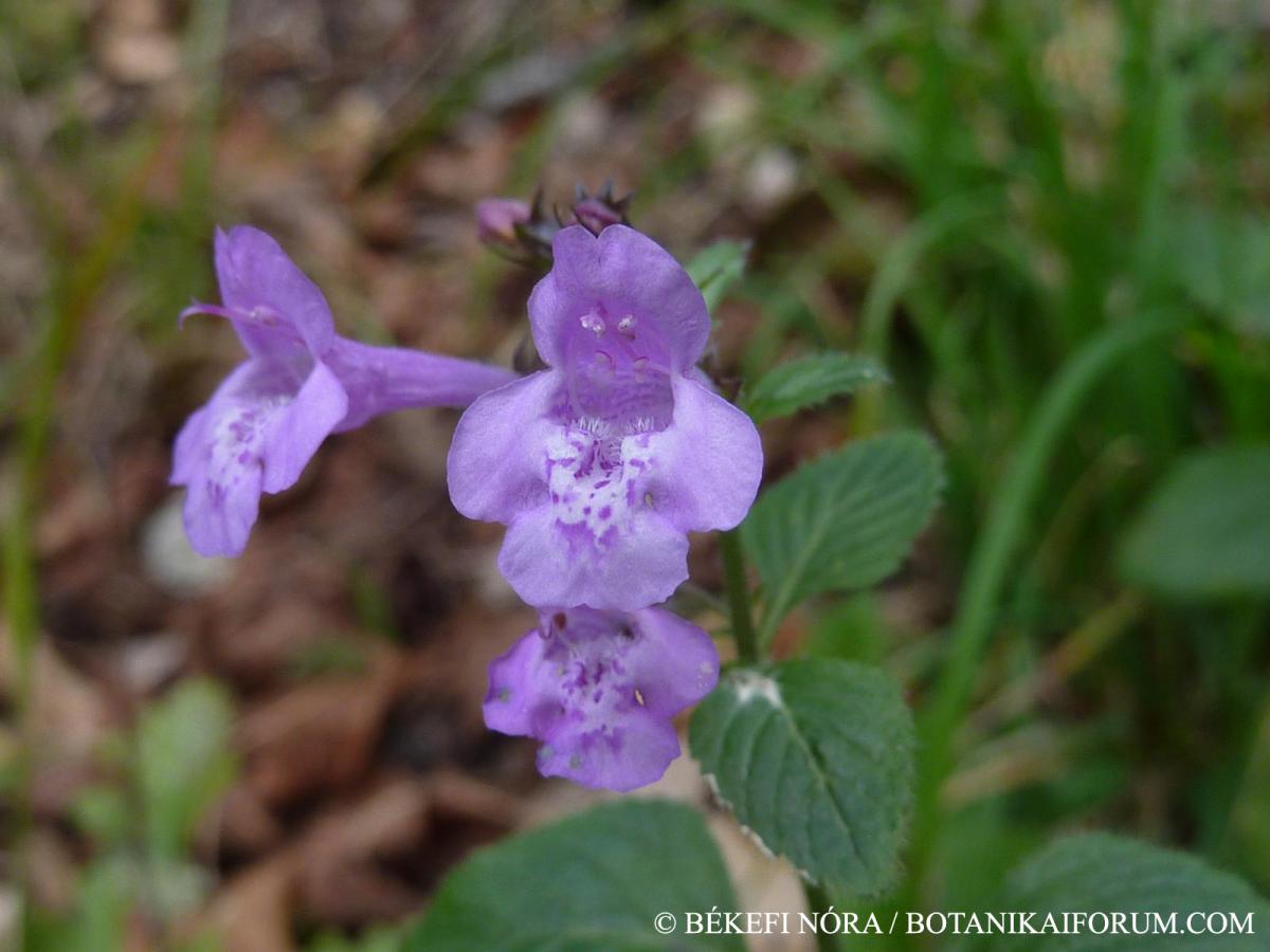 Calamintha menthifolia Host