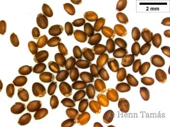 Calamintha menthifolia Host 3.Image