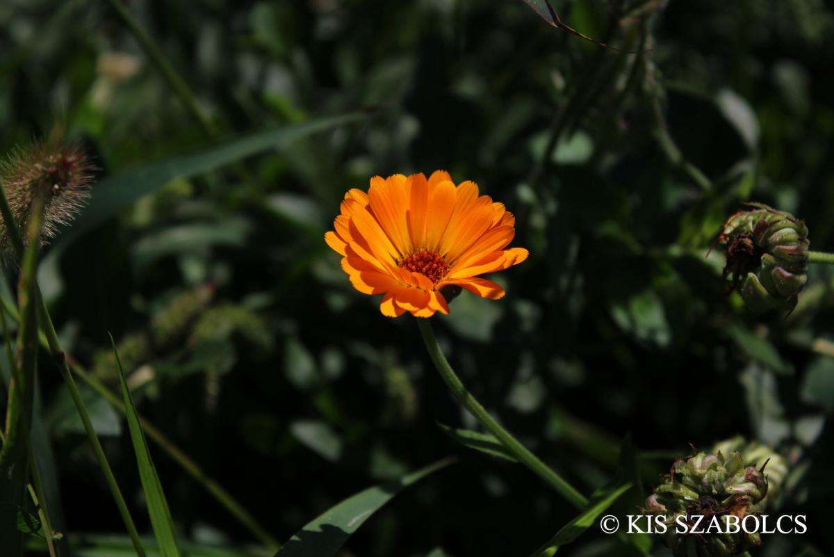 Calendula officinalis L.