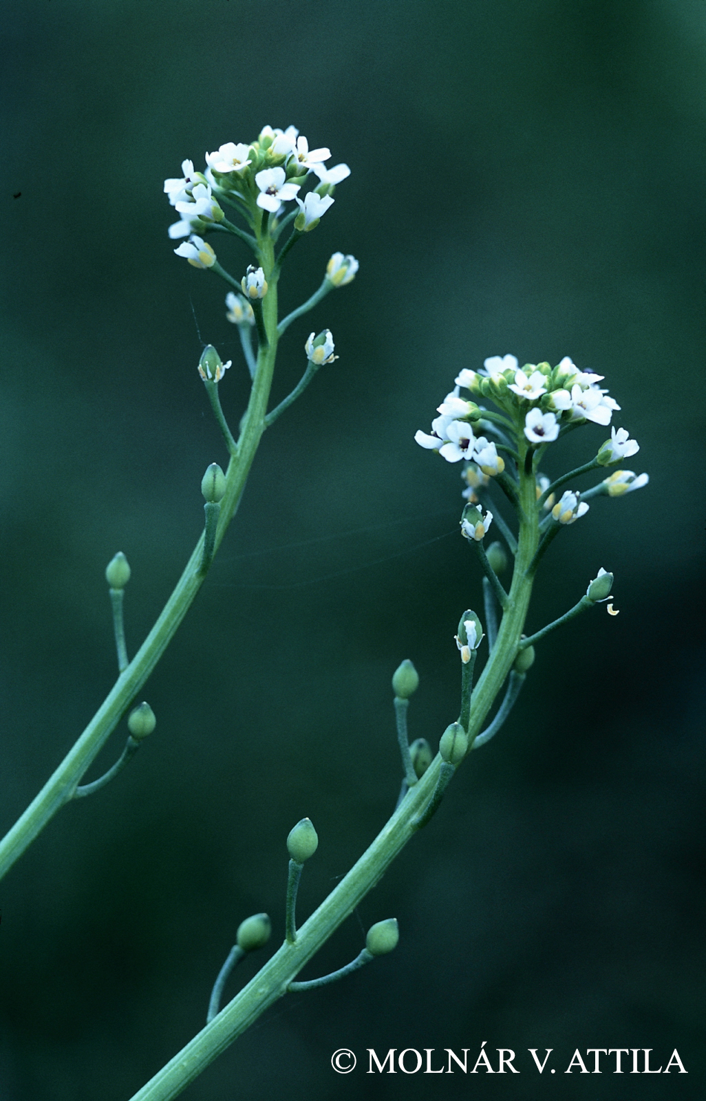 Calepina irregularis (Asso) Thell.
