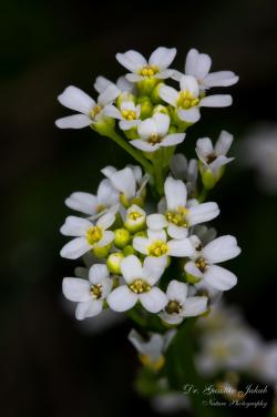 Calepina irregularis (Asso) Thell. 3.Image