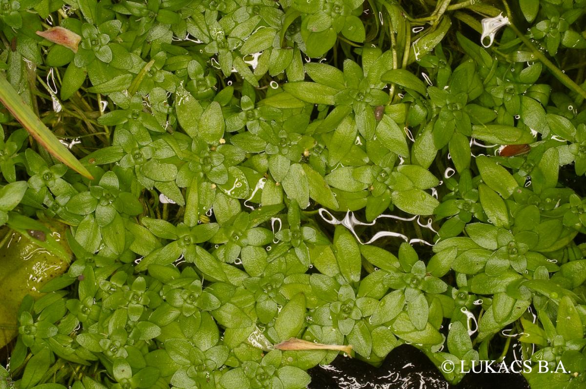 Callitriche cophocarpa Sendtn.