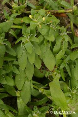 Callitriche cophocarpa Sendtn. 2.Image