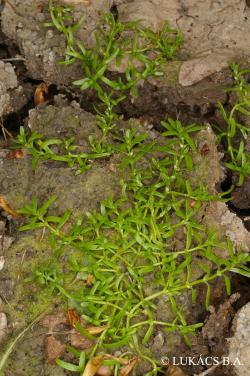 Callitriche cophocarpa Sendtn. 3.Image