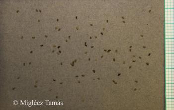 Callitriche cophocarpa Sendtn. 4.Image