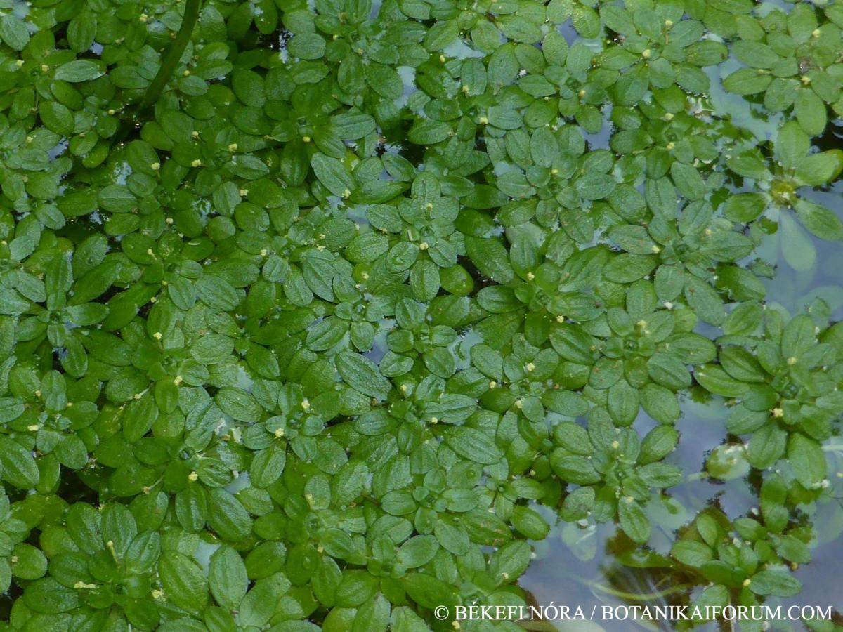 Callitriche palustris L.