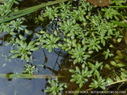 Callitriche palustris L. 2.Image