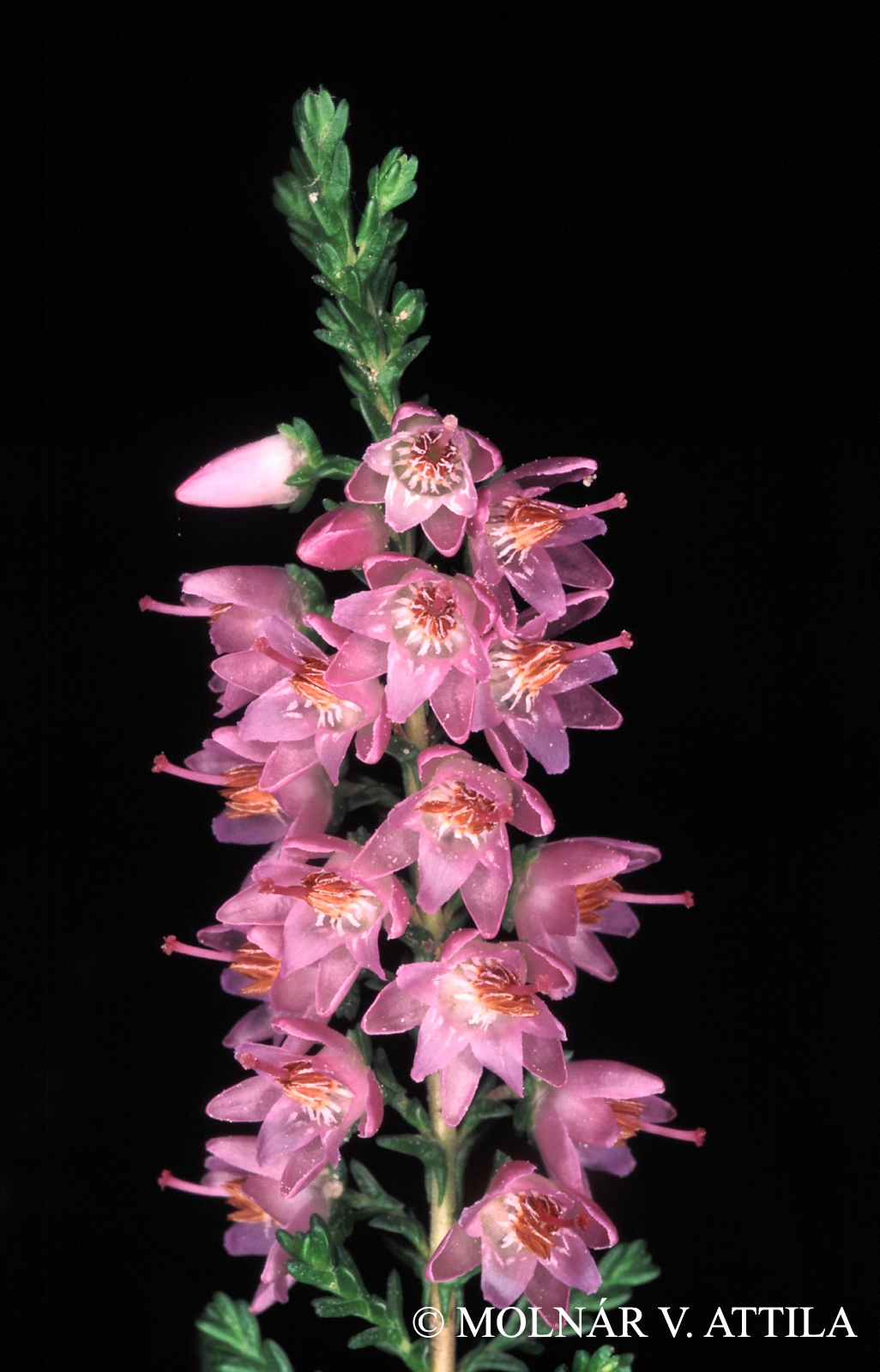 Calluna vulgaris (L.) Hull