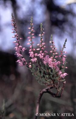 Calluna vulgaris (L.) Hull 2.Kép