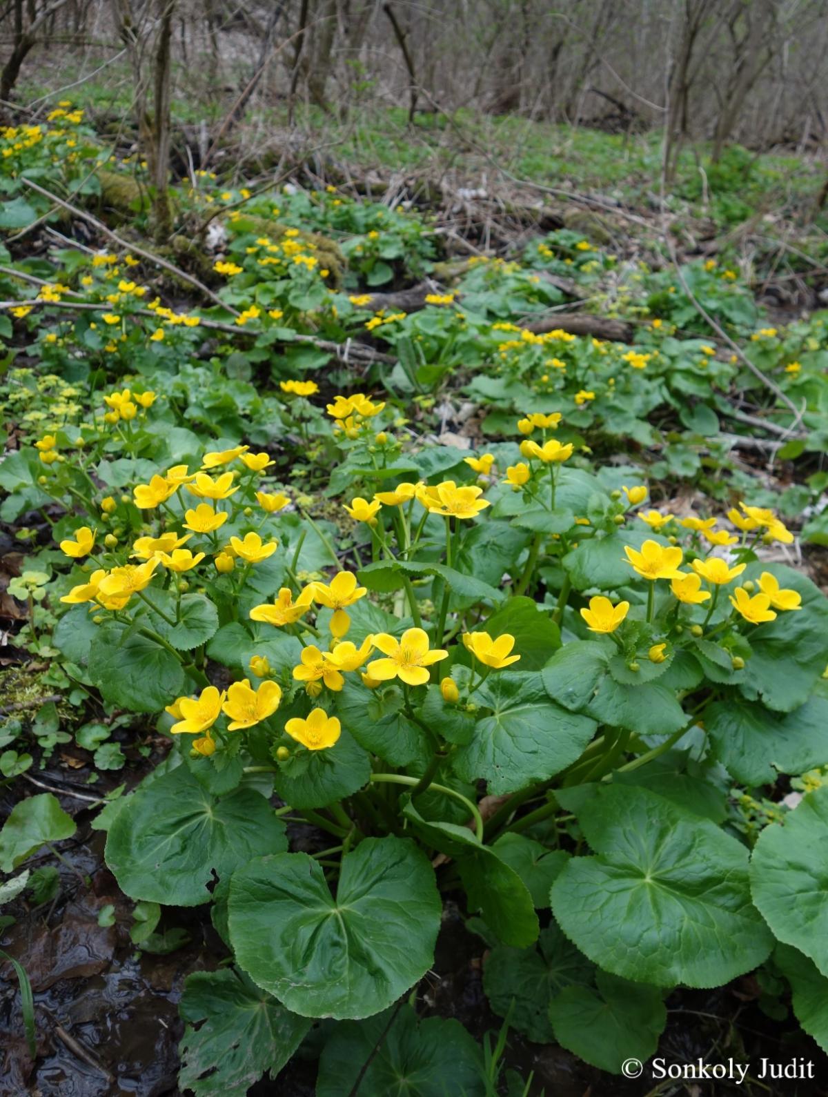 Caltha palustris L.