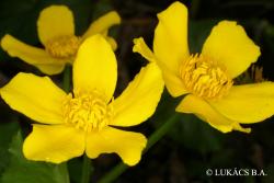 Caltha palustris L. 3.Kép