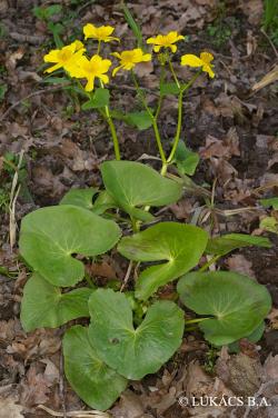 Caltha palustris L. 2.Kép