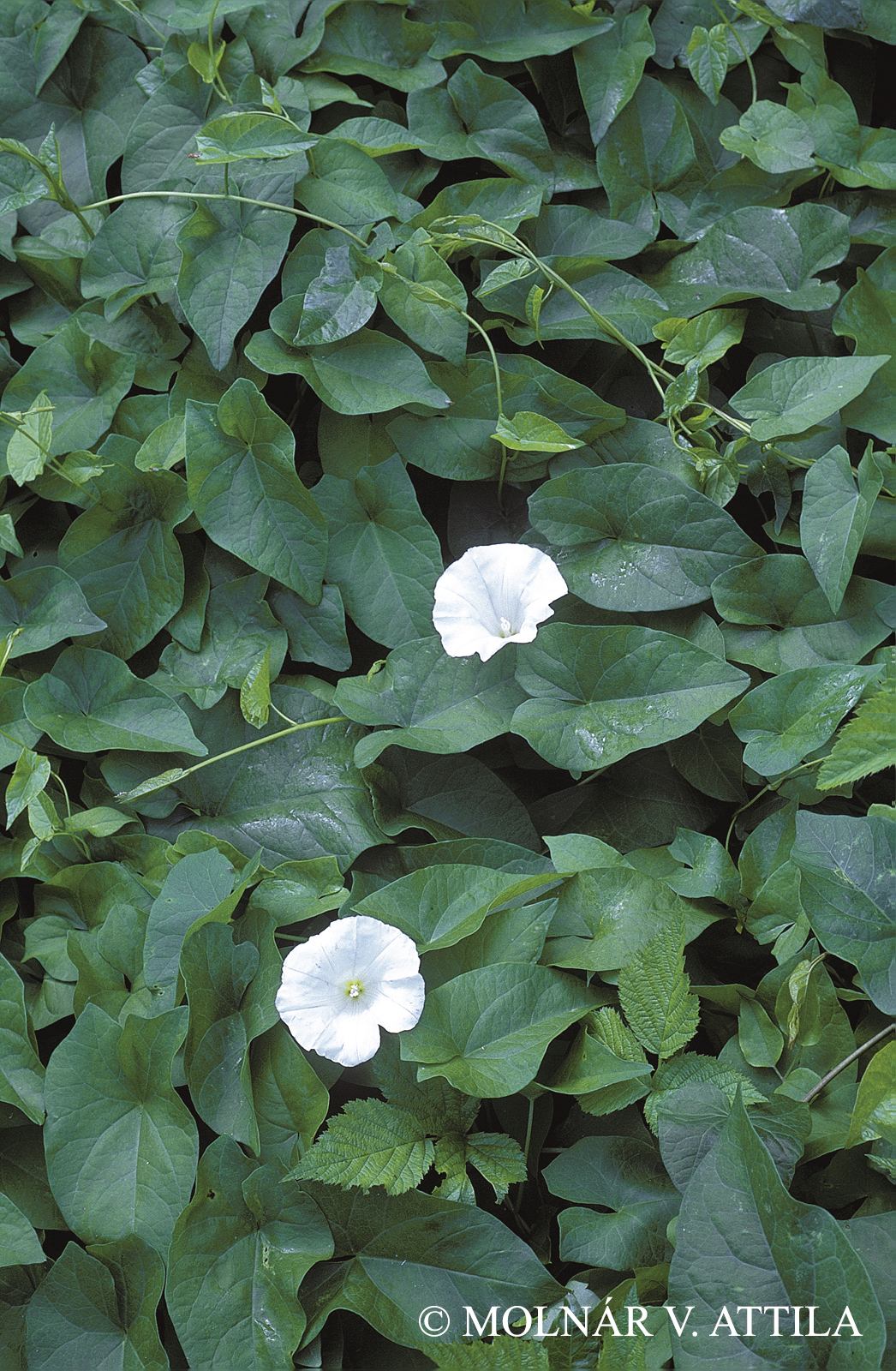 Calystegia sepium (L.) R. Br.