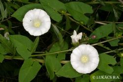 Calystegia sepium (L.) R. Br. 2.Image