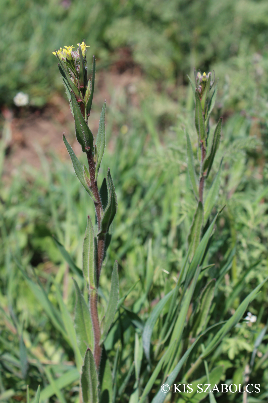 Camelina microcarpa Andrz. ex DC.
