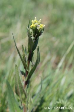 Camelina microcarpa Andrz. ex DC. 2.Image