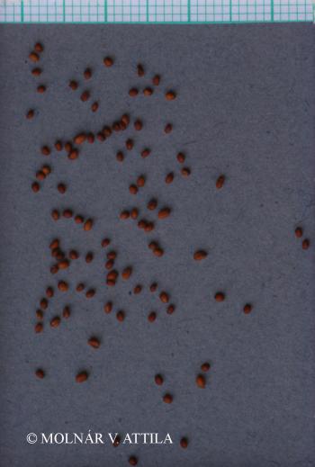 Camelina microcarpa Andrz. ex DC. 3.Image
