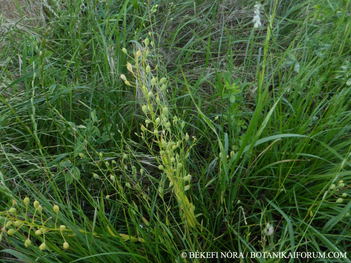 Camelina sativa (L.) Crantz