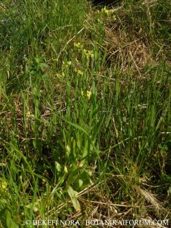 Camelina sativa (L.) Crantz 2.Kép