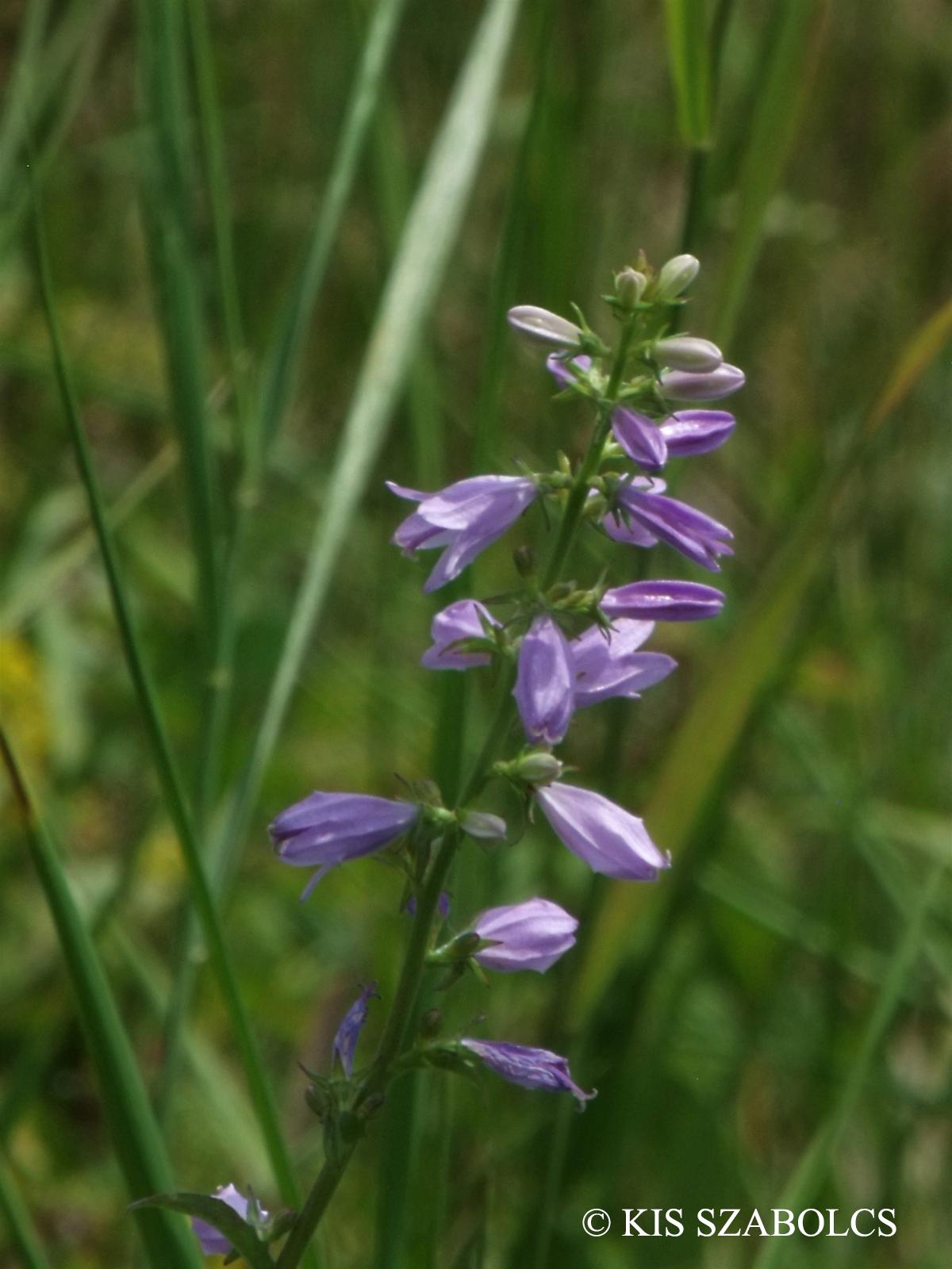 Campanula bononiensis L.
