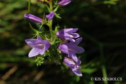 Campanula bononiensis L. 2.Image