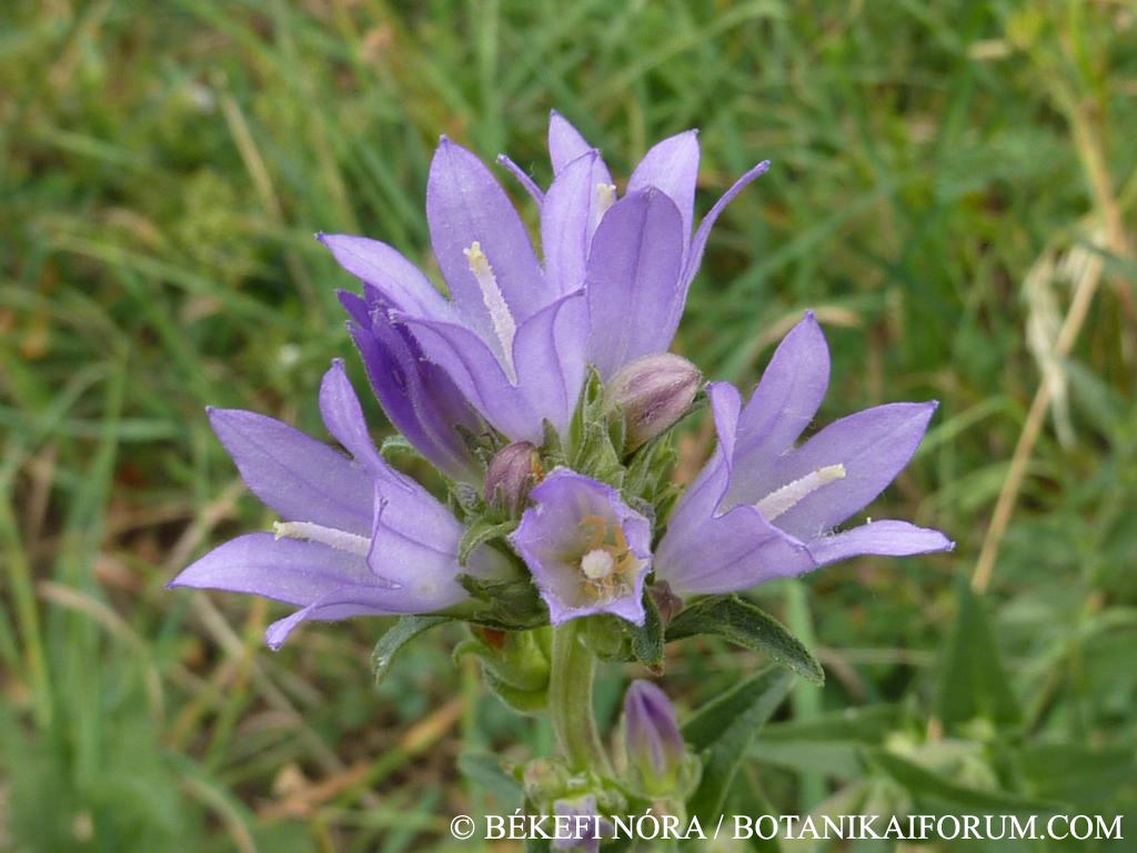 Campanula glomerata L.