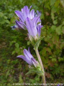 Campanula glomerata L. 2.Image