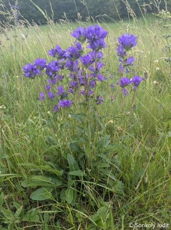Campanula glomerata L. 4.Image