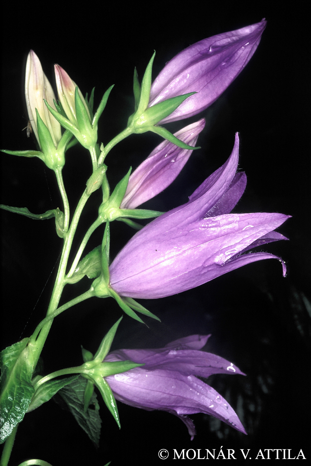 Campanula latifolia L.