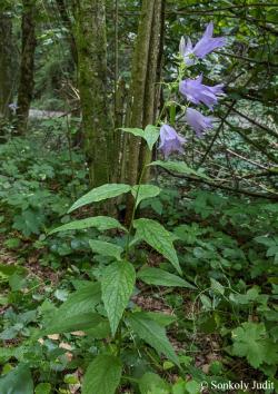 Campanula latifolia L. 2.Image