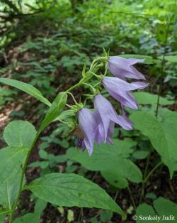 Campanula latifolia L. 3.Image