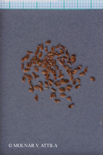 Campanula latifolia L. 5.Image