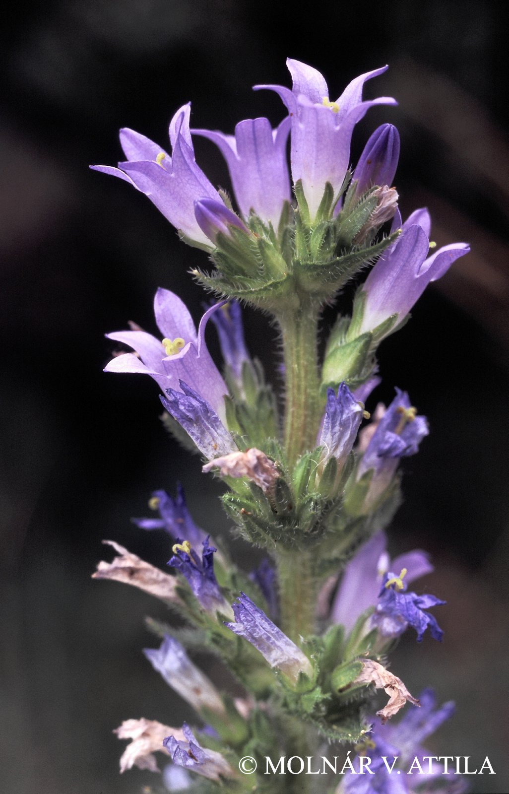 Campanula macrostachya Waldst. et Kit.