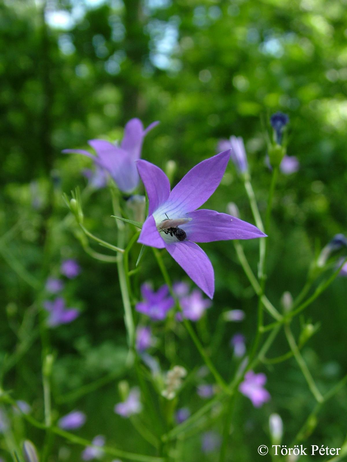Campanula patula L.