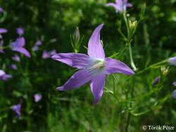 Campanula patula L. 2.Image
