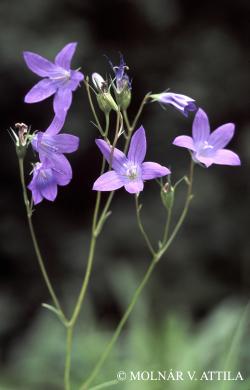 Campanula patula L. 3.Image