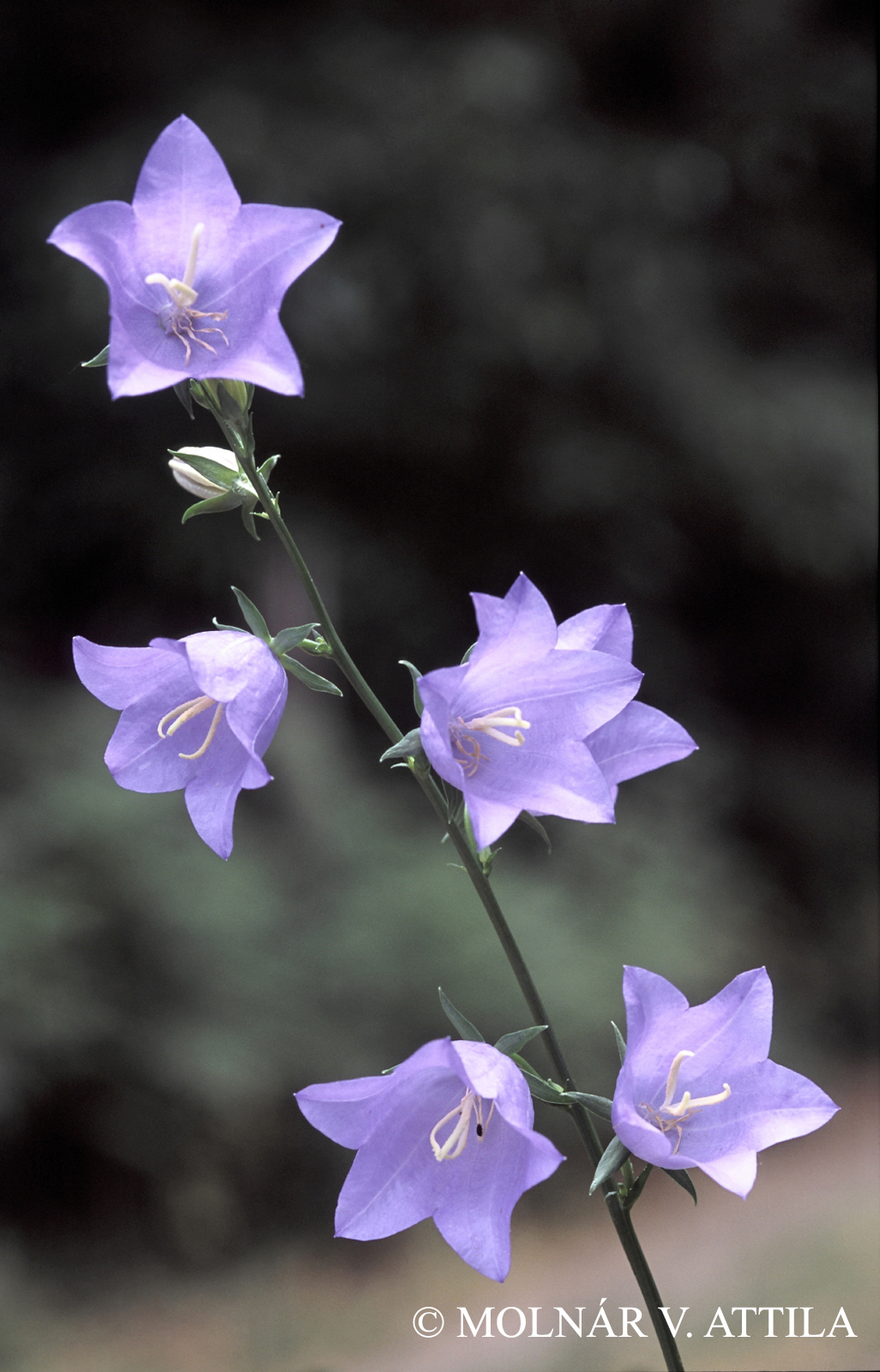 Campanula persicifolia L.