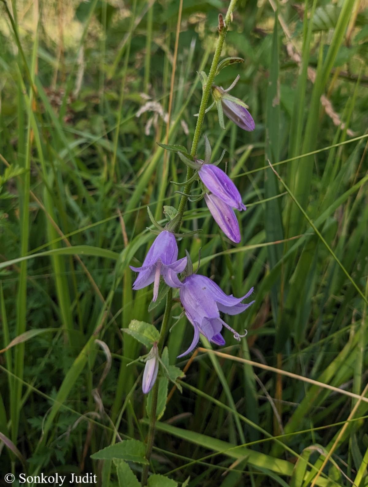 Campanula rapunculoides L.