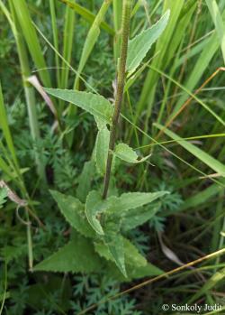 Campanula rapunculoides L. 2.Image