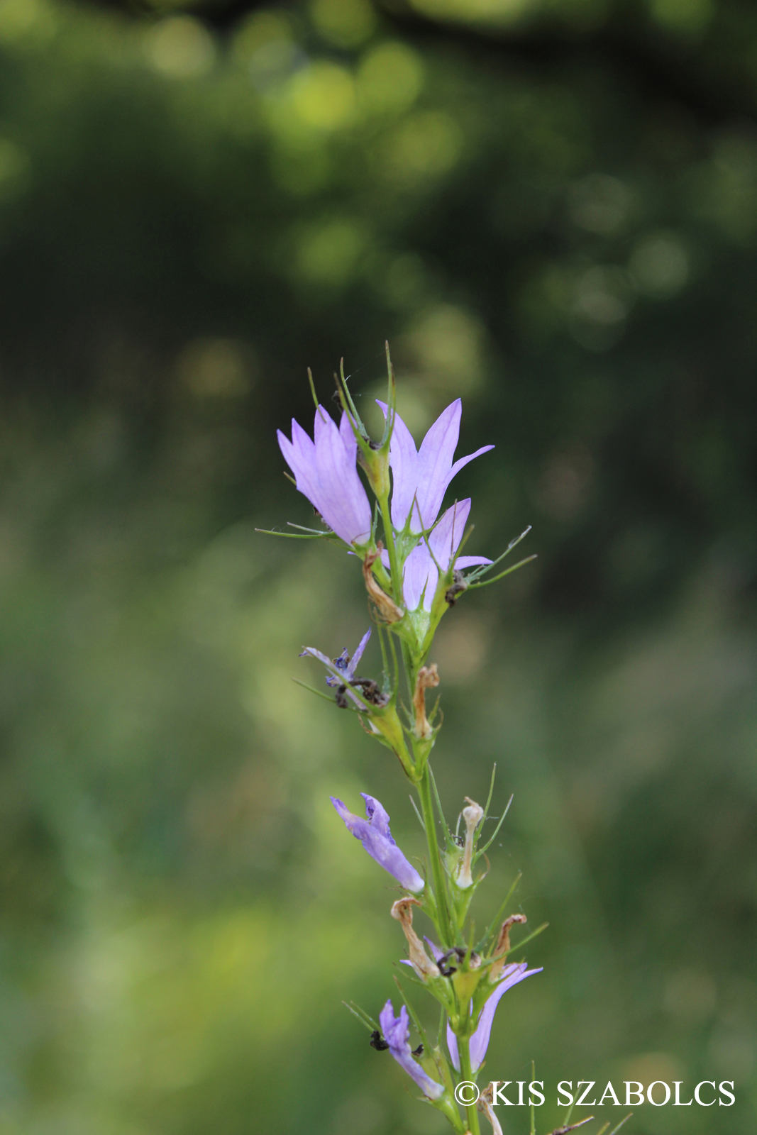 Campanula rapunculus L.