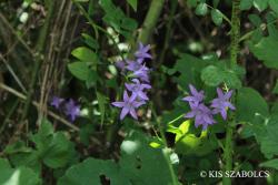 Campanula rapunculus L. 2.Image