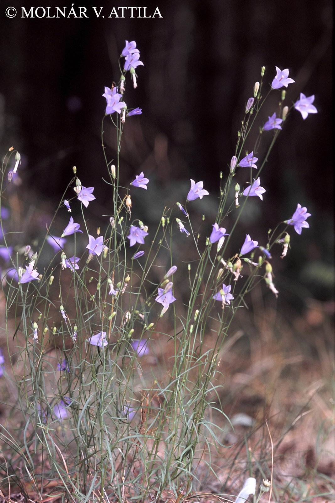Campanula rotundifolia agg.