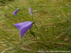 Campanula rotundifolia agg. 2.Image