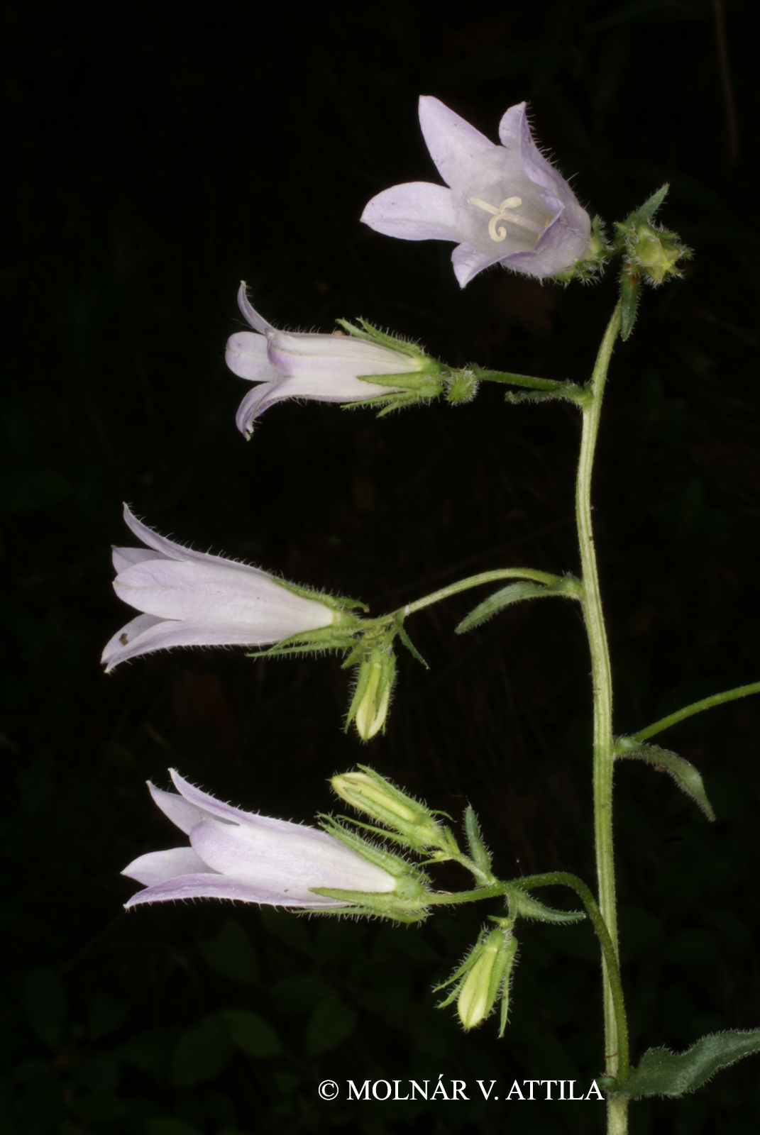 Campanula sibirica L.