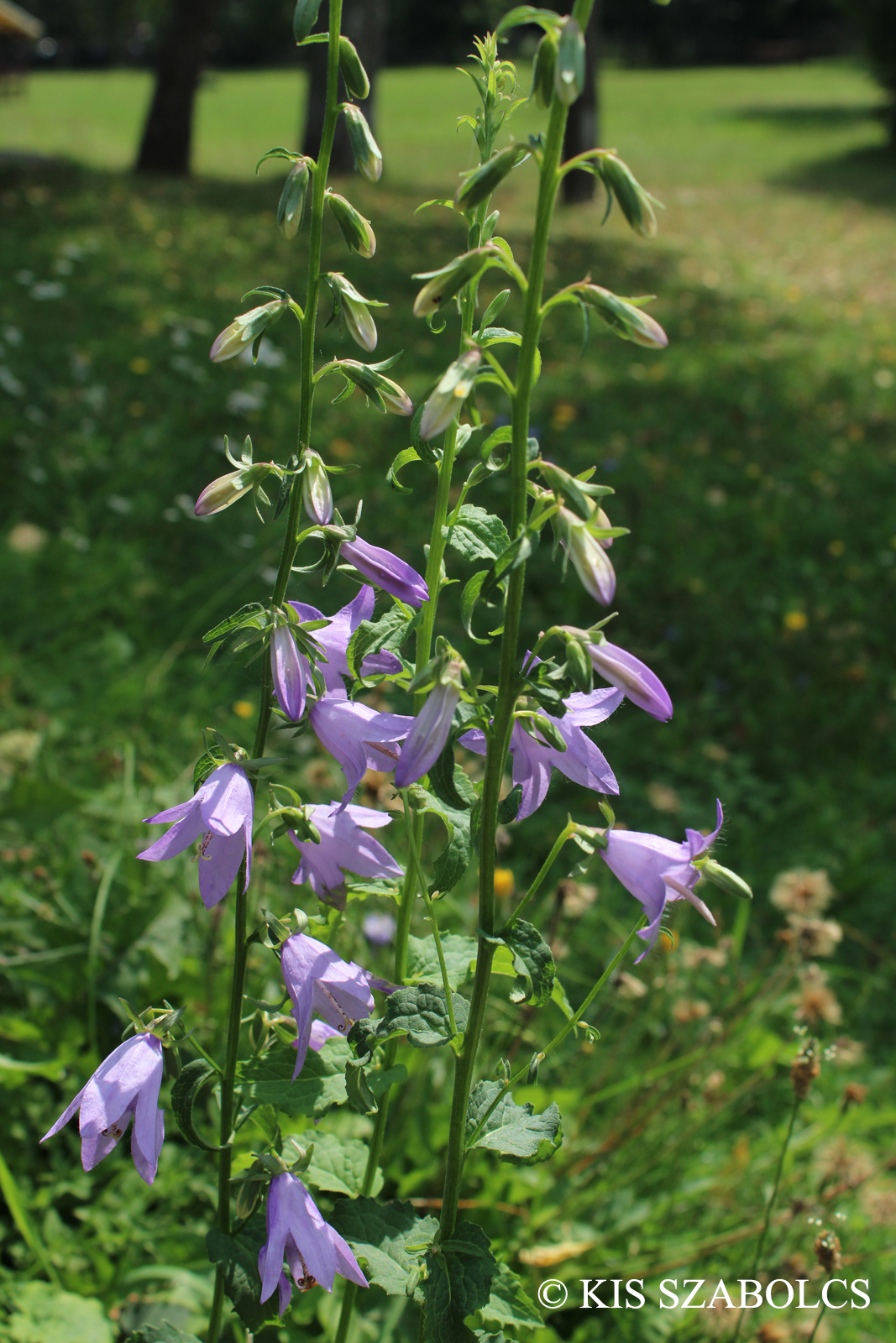 Campanula trachelium L.