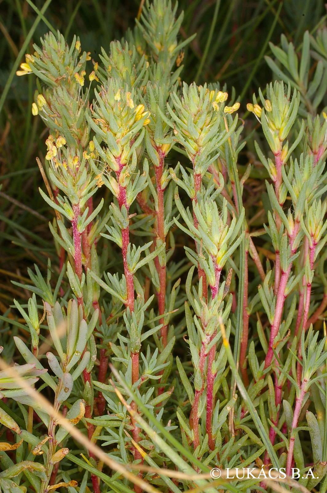 Camphorosma annua Pall.