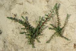 Camphorosma annua Pall. 2.Image