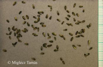 Camphorosma annua Pall. 3.Image